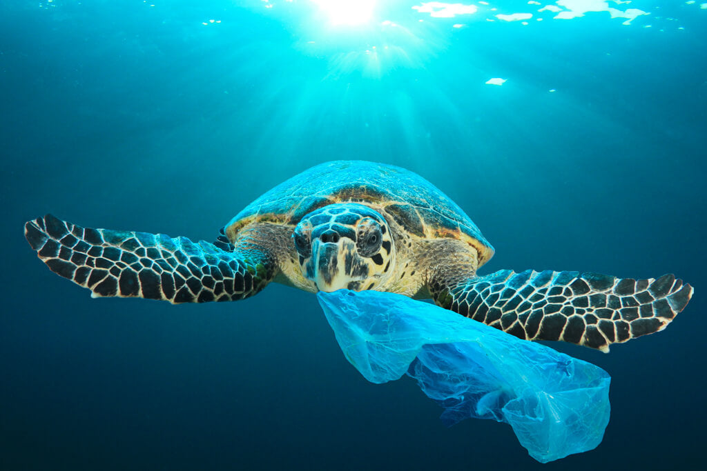 Turtle eating a plastic bag