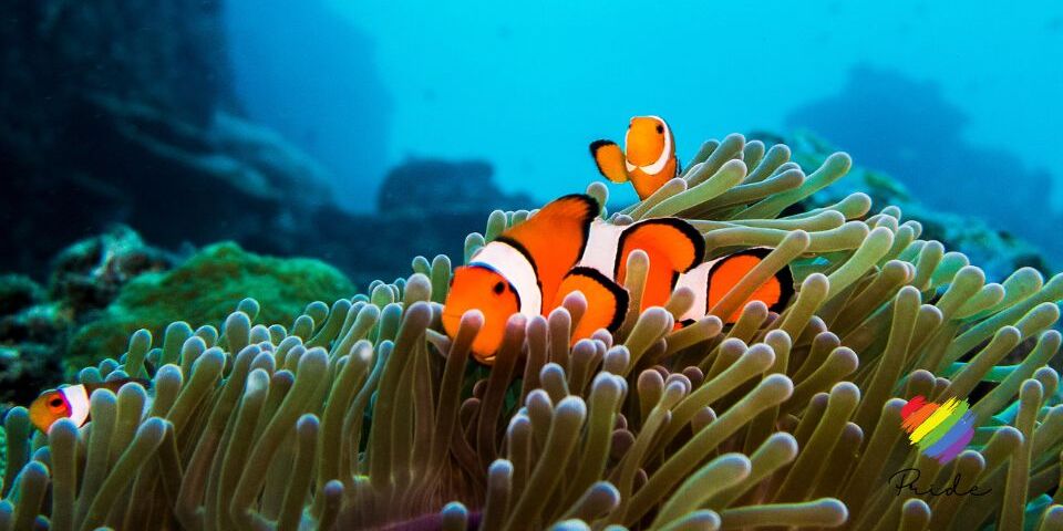 Clownfish in the ocean