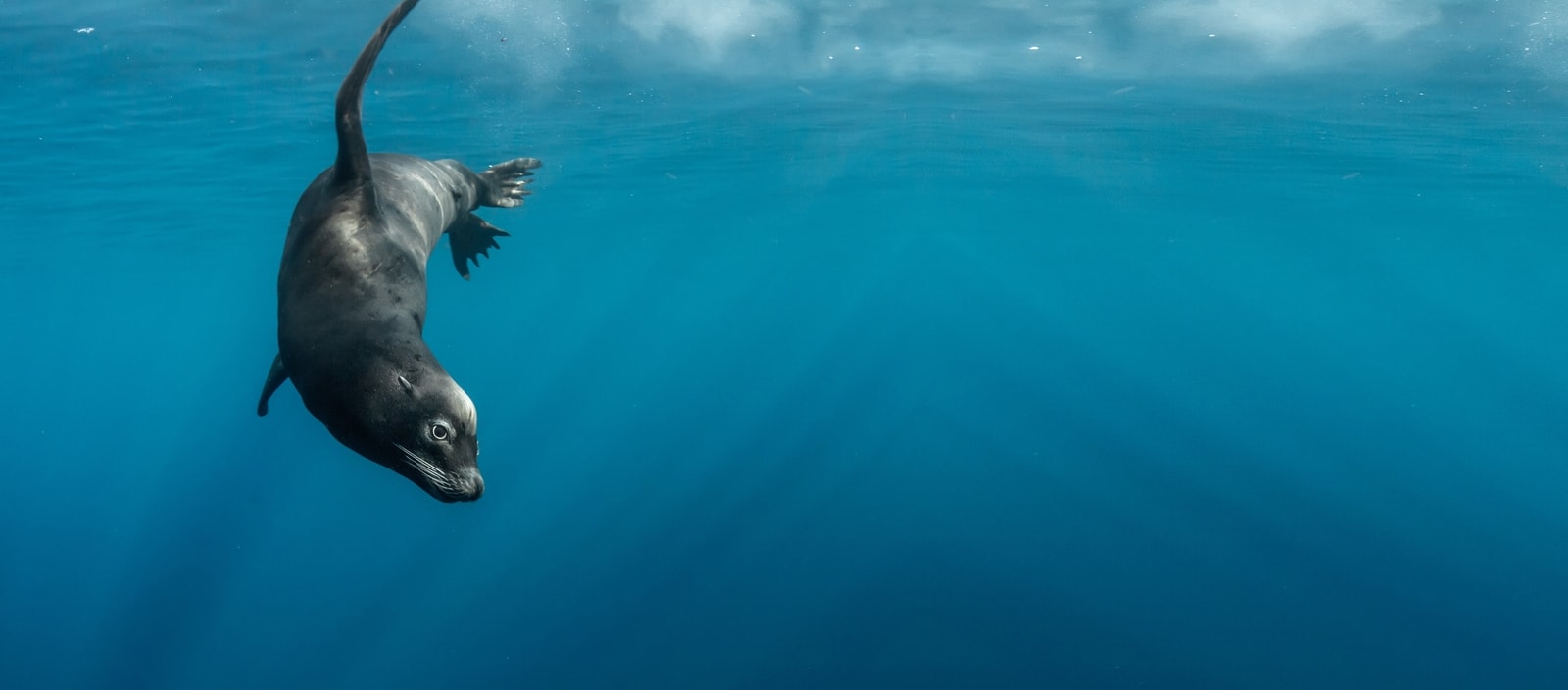 Sea lion swimming in clear blue ocean