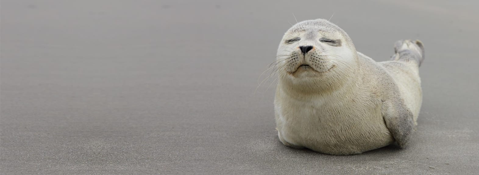 Cute baby seal pup on the beach