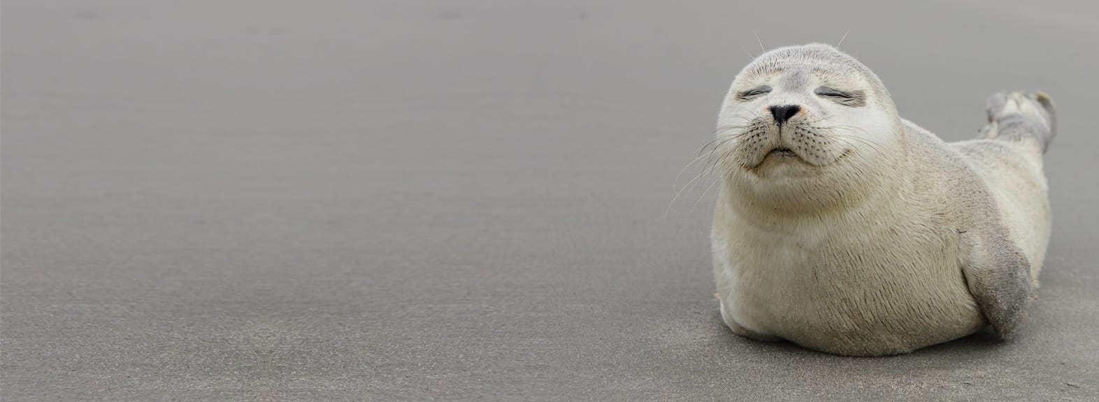 Seal puppy relaxing on the beach