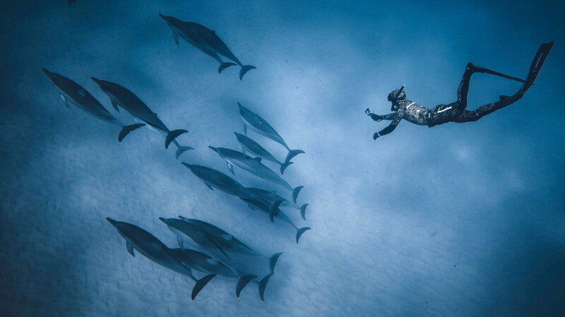 Oceanness diving with dolphins