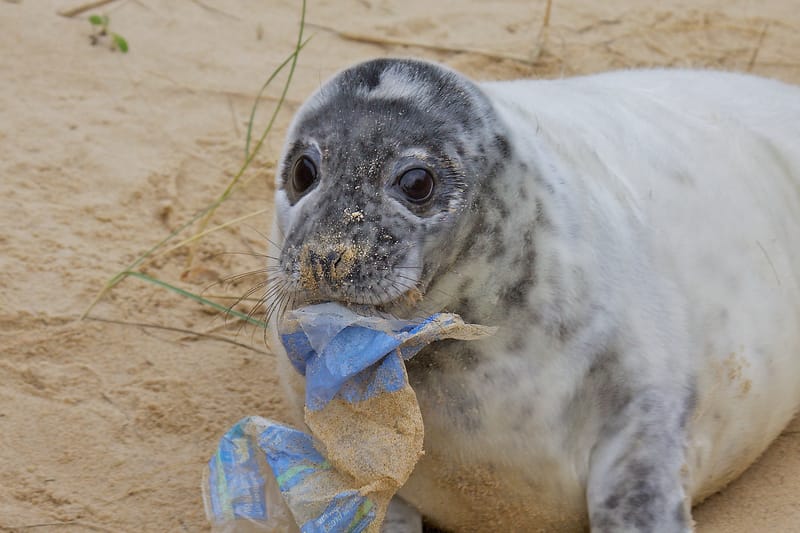 Seal on the beach eating plastic