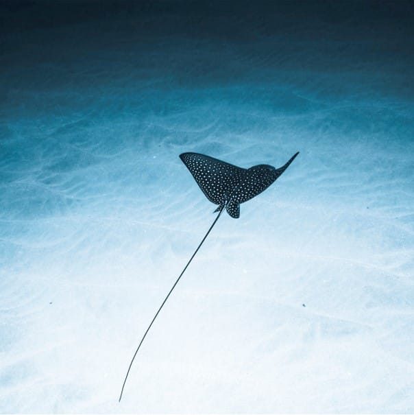 Stingray swimming in the beautiful ocean floor