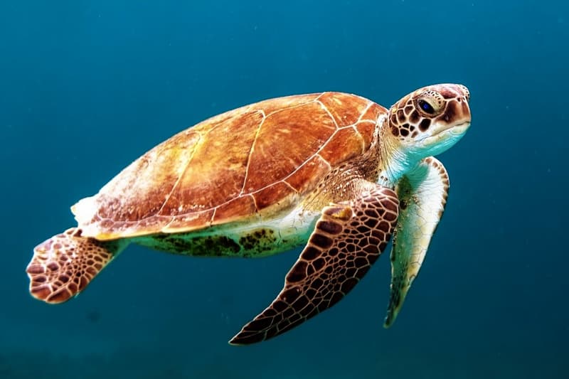 Turtle in the blue ocean