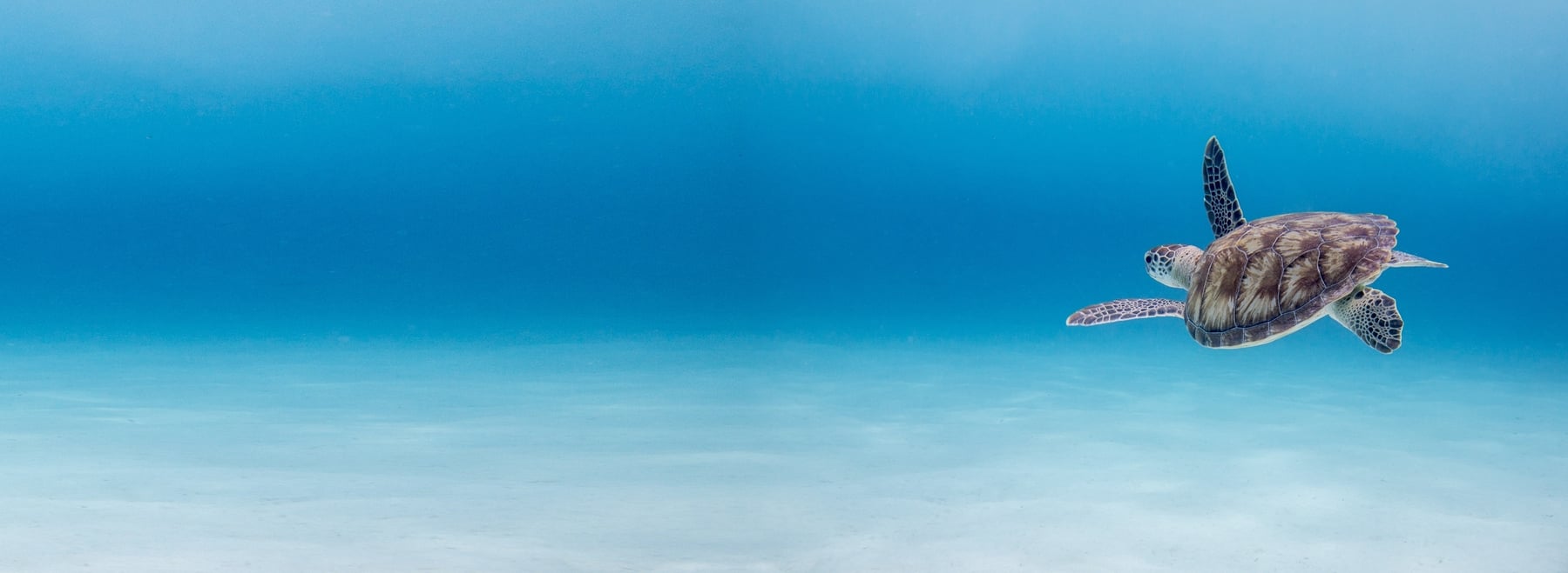 Turtle swimming in clear blue ocean