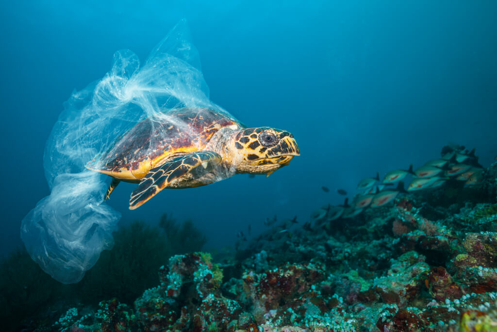 Turtle tangled in a plastic bag