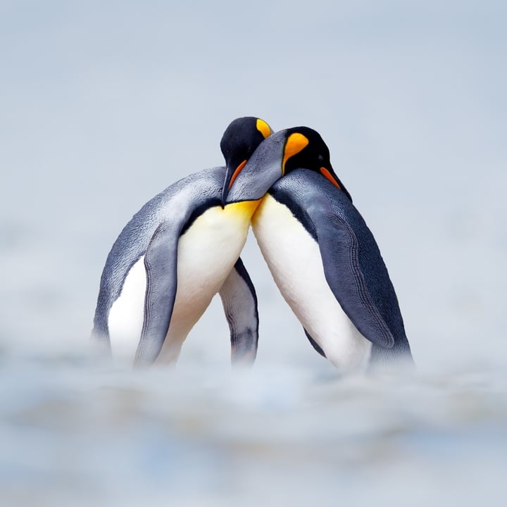 Two penguins hugging each other in the arctic