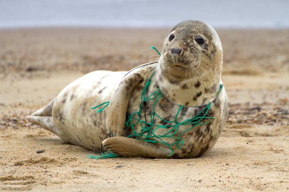 Seal stuck in fishing net