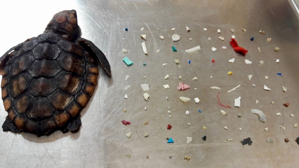 Stranded baby turtle discovered with 104 pieces of microplastic in its stomach