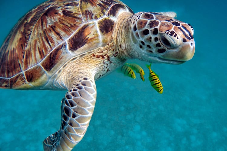 Turtle up close in a clear green ocean