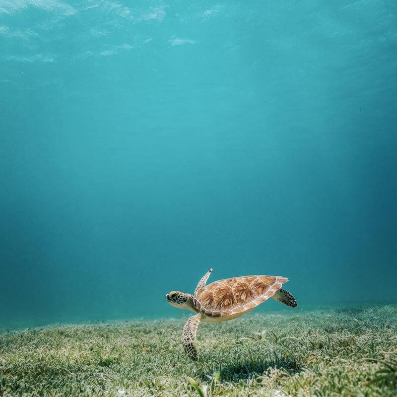 Turtle swimming on the ocean floor