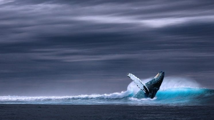 Whale splashing in the blue ocean